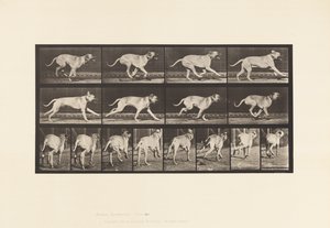 Tafel 707. Hund; Galoppierend; Mastiff von Eadweard Muybridge