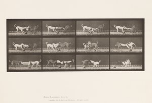 Tafel 715. Hunde; Drei, an einem Handtuch ziehend, Ike, Maggie usw. von Eadweard Muybridge