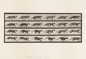 Tafel 718. Katze; Traben; Wechsel zum Galoppieren von Eadweard Muybridge