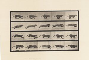 Tafel 719. Katze; Galoppierend von Eadweard Muybridge