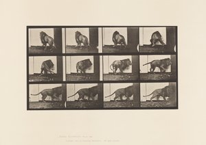 Tafel 725. Löwe; Gehend, Umdrehend von Eadweard Muybridge