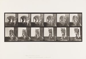 Platte 730. Tigerin; Gehen; Drehen von Eadweard Muybridge