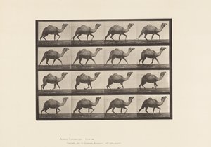 Tafel 736. Ägyptischer Kamel; Trabend von Eadweard Muybridge