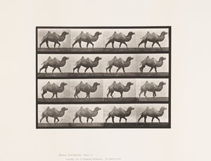 Tafel 737. Baktrischer Kamel; Gehend von Eadweard Muybridge