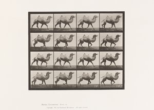 Platte 738. Baktrisches Kamel; Passgang von Eadweard Muybridge