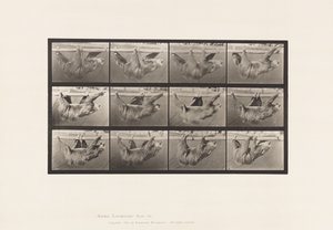 Tafel 750. Faultier; Laufend, Hängend an einer Horizontalen Stange von Eadweard Muybridge