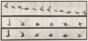 Tafel 755. Taube; fliegend von Eadweard Muybridge