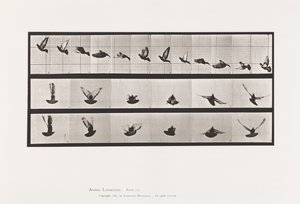 Tafel 755. Taube; Fliegend von Eadweard Muybridge