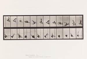 Tafel 756. Taube; Fliegend von Eadweard Muybridge