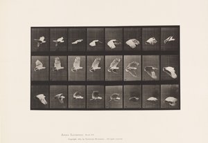 Tafel 758. Kakadu; Fliegend von Eadweard Muybridge