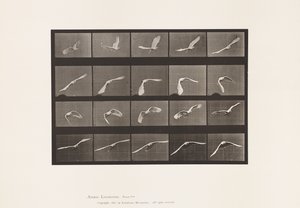 Tafel 760. Kakadu; Fliegend von Eadweard Muybridge