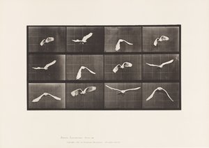 Tafel 762. Kakadu; Fliegend von Eadweard Muybridge
