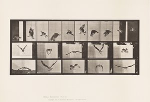 Tafel 764. Fischadler; fliegend von Eadweard Muybridge