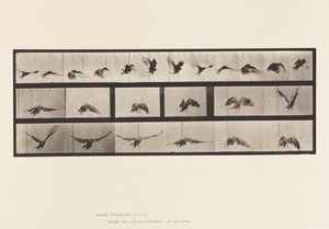 Tafel 768. Geier; Fliegend von Eadweard Muybridge