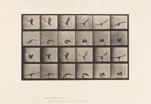 Tafel 771. Amerikanischer Adler; Fliegend in Bodennähe von Eadweard Muybridge