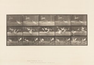 Tafel 778. Störche; usw., A, B, C von Eadweard Muybridge