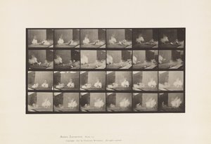 Tafel 781. Hühner; Erschreckt durch Torpedo von Eadweard Muybridge