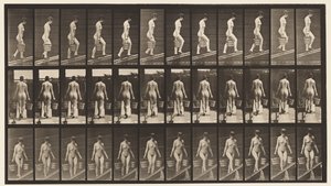 Tafel 87. Abwärts geneigt, Eimer Wasser in jeder Hand von Eadweard Muybridge