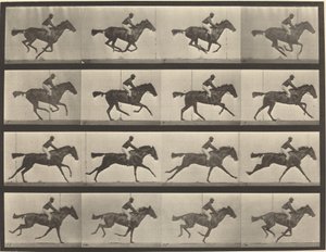Platte Nummer 626. Galopp, Vollblut-Braune Stute, Annie G. von Eadweard Muybridge