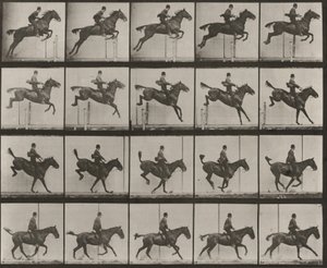 Tafel Nummer 637. "Daisy" springt über ein Hindernis, gesattelt, springend, landend und erholend von Eadweard Muybridge