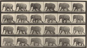 Tafel Nummer 733. Elefant geht
