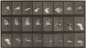 Tafel Nummer 758. Kakadu im Flug von Eadweard Muybridge
