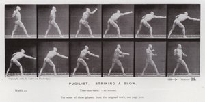Die menschliche Figur in Bewegung: Boxer, Einen Schlag ausführend von Eadweard Muybridge