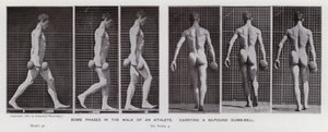 Die menschliche Figur in Bewegung: Einige Phasen im Gang eines Athleten, der eine 50-Pfund-Hantel trägt von Eadweard Muybridge
