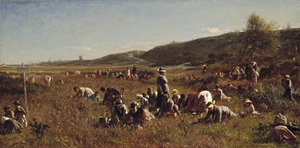 Die Cranberry-Ernte. Insel Nantucket, 1880