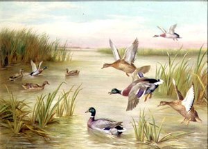 Enten im Flug von Edgar Hunt