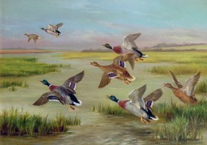 Enten im Flug von Edgar Hunt