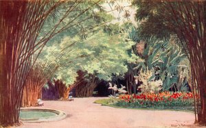Ein Bambushain, Botanischer Garten von Edgar L. Pattison