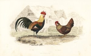 Hahn und Henne, Phasianus gallus