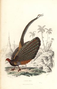Großer Argus, Argusianus argus, gefährdet