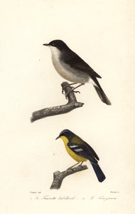 Klappergrasmücke und Gelbkehl-Waldsänger von Edouard (after) Travies