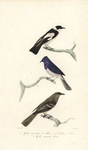 Trauerschnäpper, Blau- und Weißschnäpper und Neuseelandfächerschwanz von Edouard (after) Travies