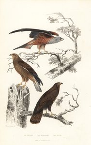 Rotmilan, Wespenbussard und Mäusebussard von Edouard (after) Travies