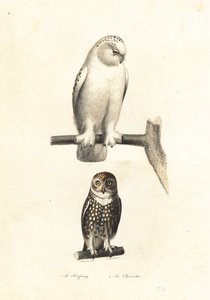 Schneeeule und Sperbereule