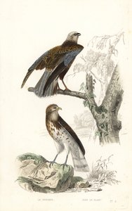 Rohrweihe und Schlangenadler von Edouard (after) Travies