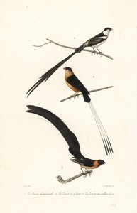 Witwen-Vögel von Edouard (after) Travies