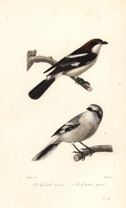 Rotkopfwürger und Raubwürger