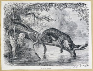 Jaguar beobachtet seine Beute auf einem Baumstamm über dem Wasser - Gravur 19. Jahrhundert