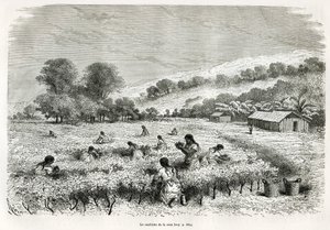 Das Pflücken der Kokablätter im Ituata-Tal, Zeichnung von E. Riou, zur Illustration der Reise in die Region Titicaca und die Täler des Ostens von Unterperu, 1873 von Paul Marcoy. Gravur in „Le tour du monde“ von Edouard Riou