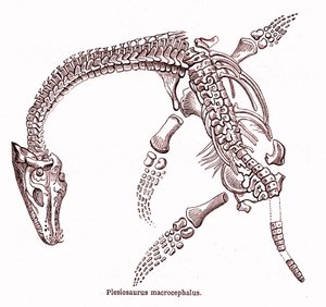 Plesiosaurus macrocephalus