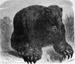 Urgeschichte: Darstellung eines Megatheriums (erdfauler Elefant). Gravur von Edouard Riou (1833-1900) aus dem späten 19. Jahrhundert