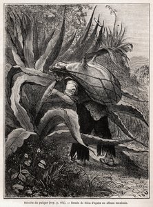 Die Sammlung von Pulque, einem traditionellen aztekischen Getränk, das aus der Fermentation des Safts der Agave Pulquero gewonnen wird, Zeichnung von Riou, zur Illustration der Reise nach Mexiko von E.Vigneaux in den Jahren 1854-1855. Gravur in „Le tour du von Edouard Riou