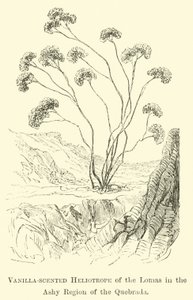 Vanilleduftender Heliotrop der Lomas in der aschigen Region der Quebrada von Edouard Riou