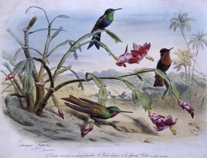Fliegende Vögel: Gabelschwanzfliegervogel, Topasrubin und großer Rubin - Zeichnung von E. Travies