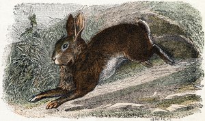 Wildkaninchen - „Alphabet illustriert Tiere“ 19. Jahrhundert von Edouard Travies