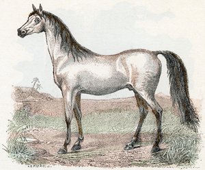 Pferd - „Alphabet illustriert Tiere“ 19. Jahrhundert von Edouard Travies